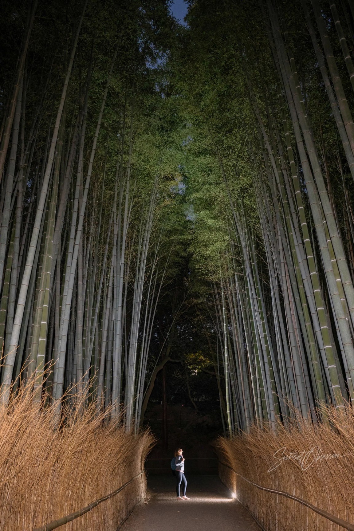Arashiyama Bamboo Grove at Night, Kyoto, Japan