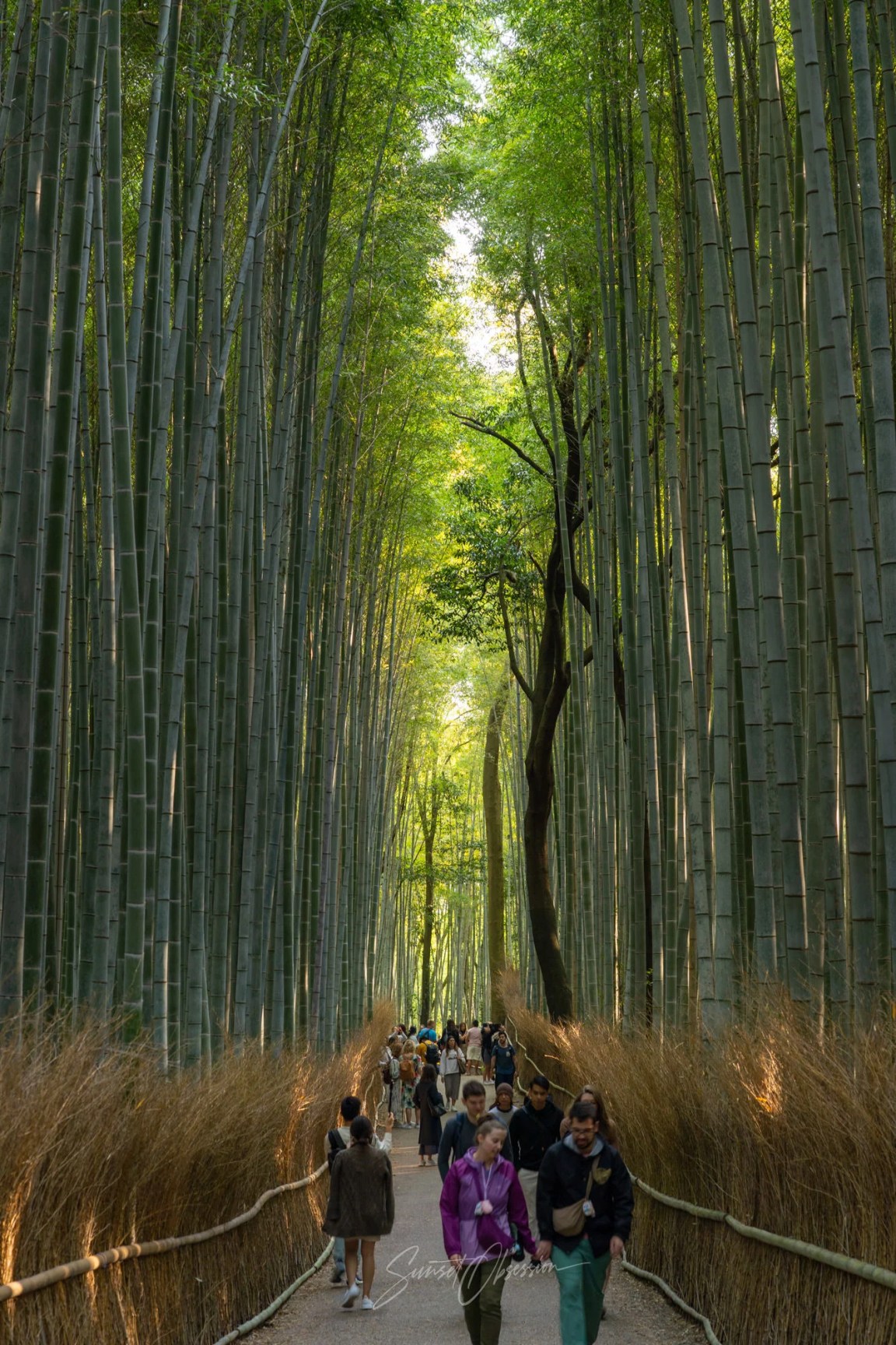 Arashiyama Bamboo Grove get packed by early morning