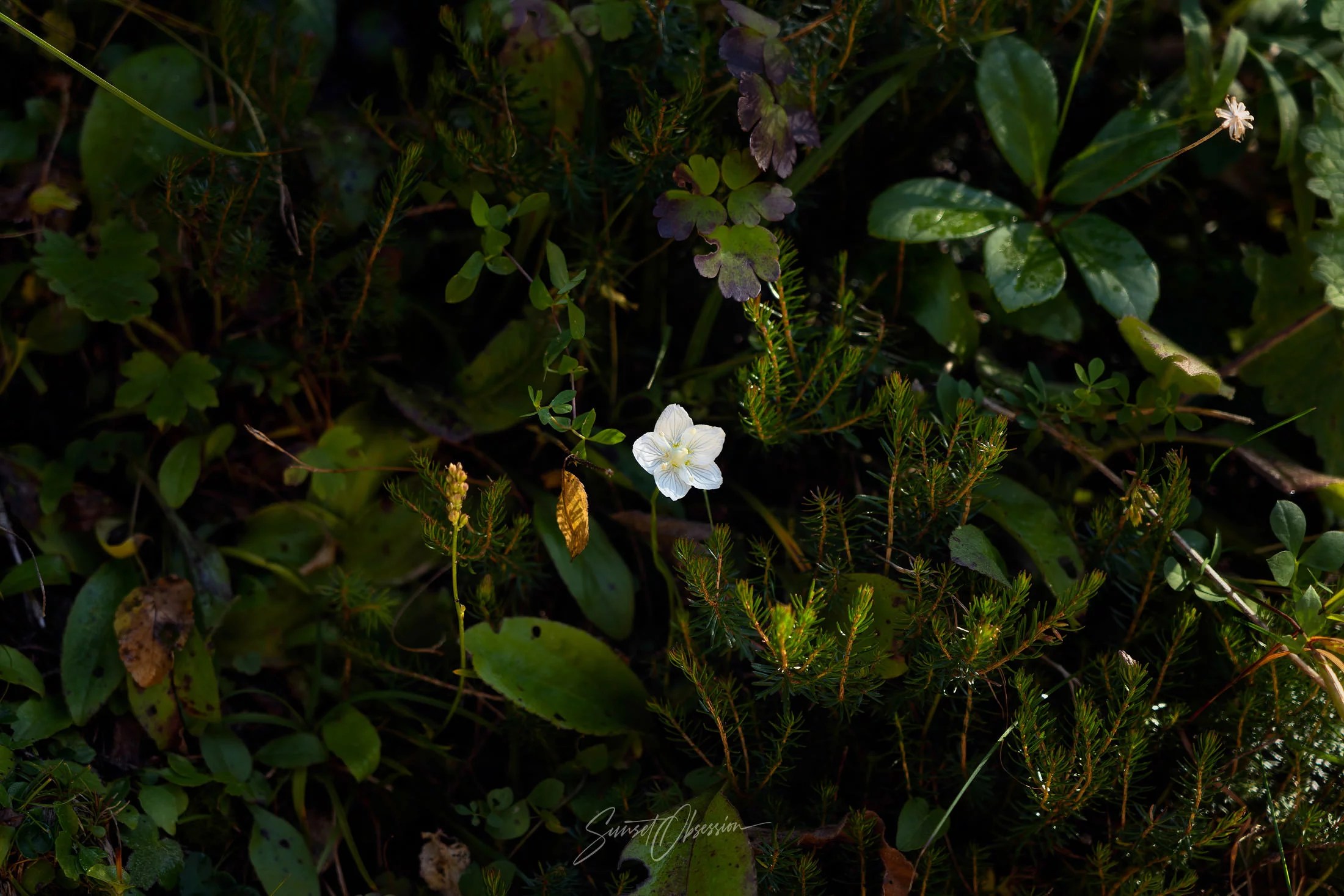 Keep an eye out for good compositions and don't limit yourself to only the grand vistas