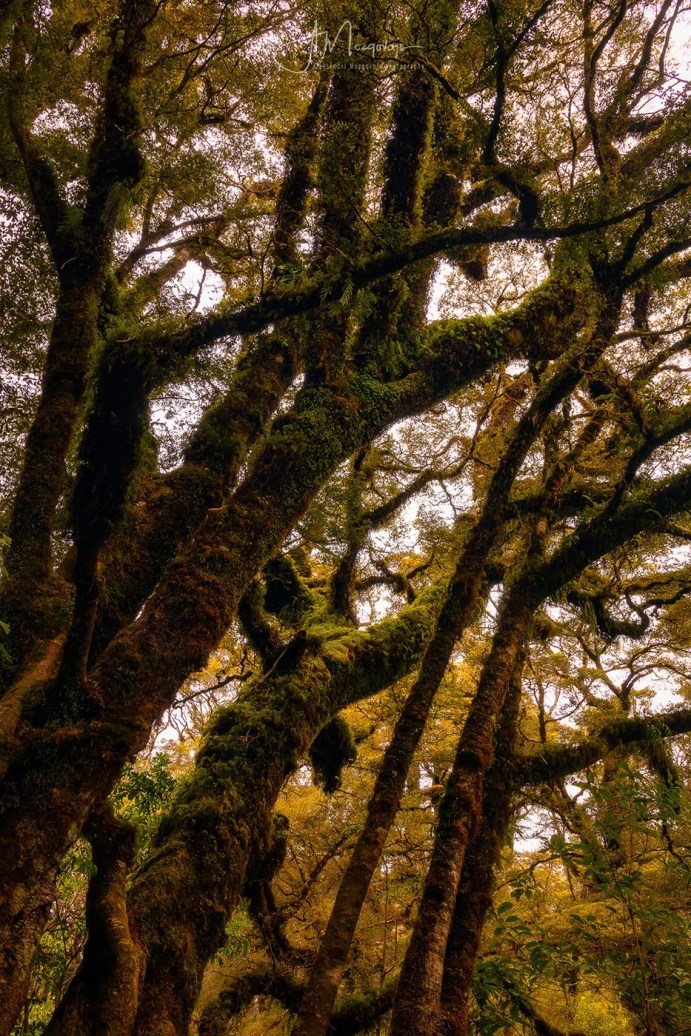 Welcome to the jungle