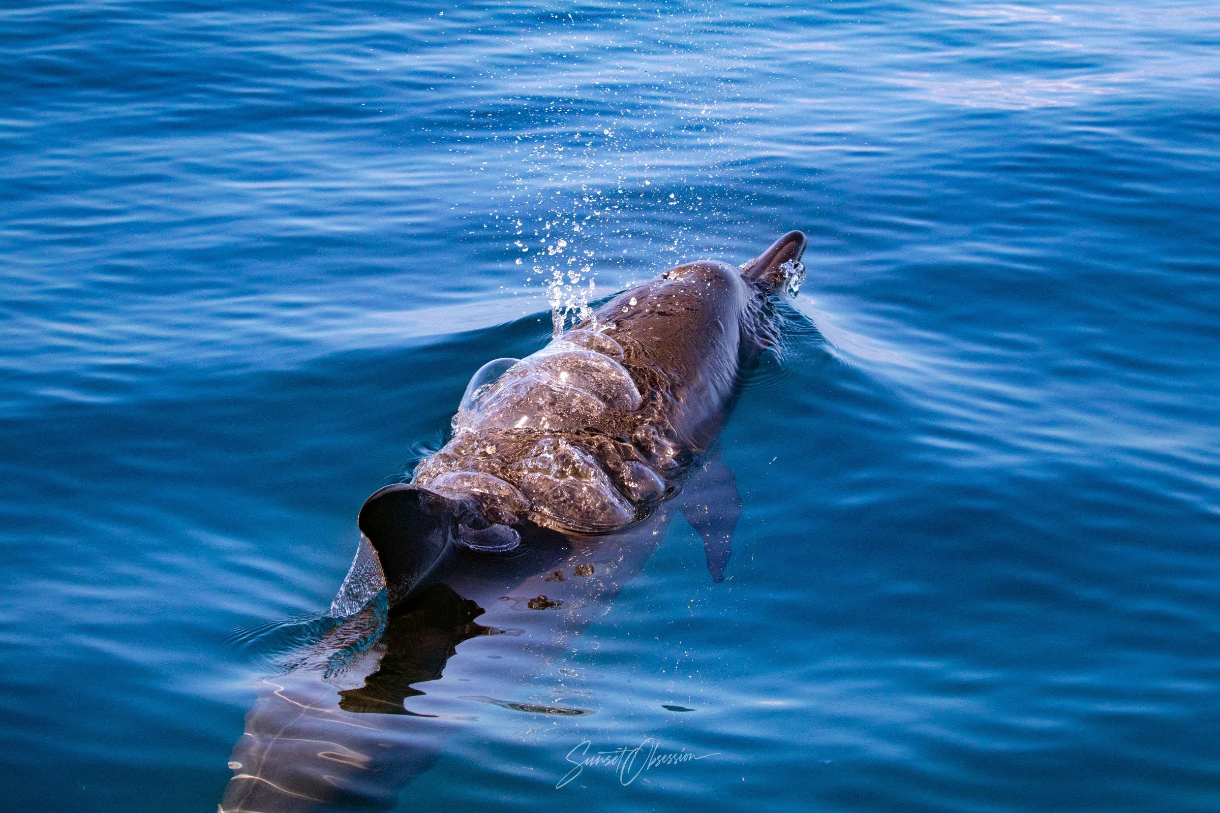 Dolphins in Madeira can be seen all year round