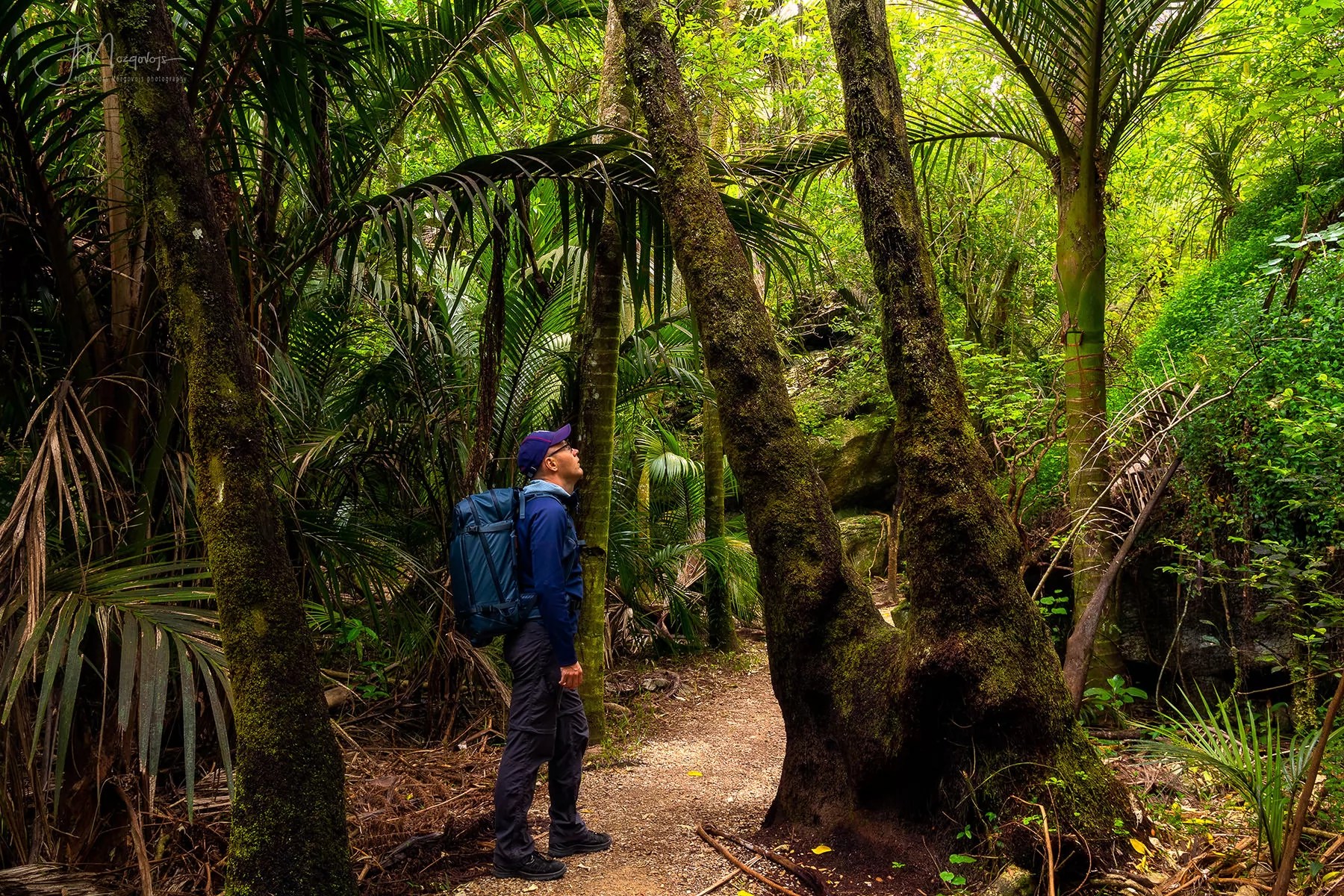 Exploring Grove Scenic Reserve