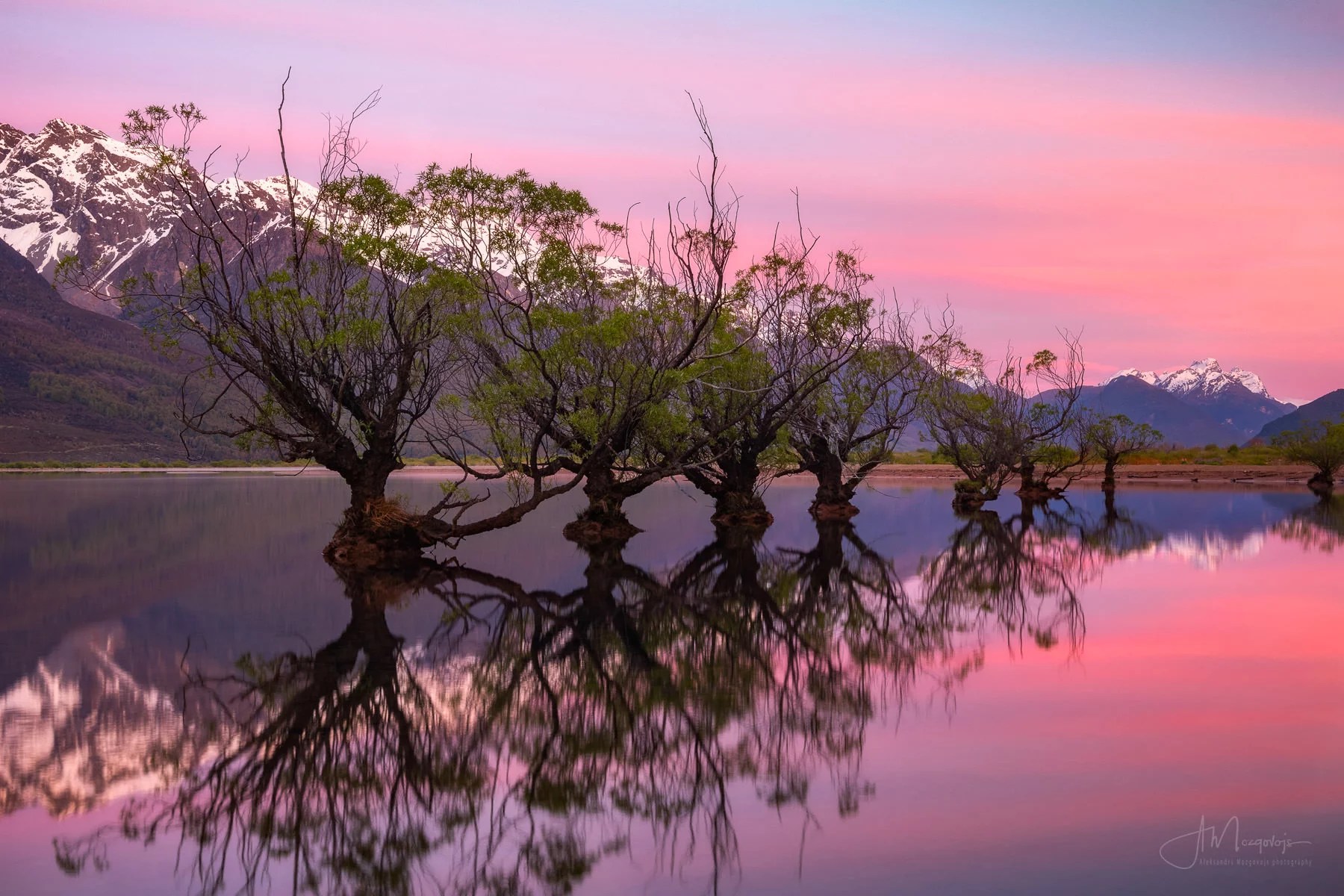 Glenorchy trees at sunrise