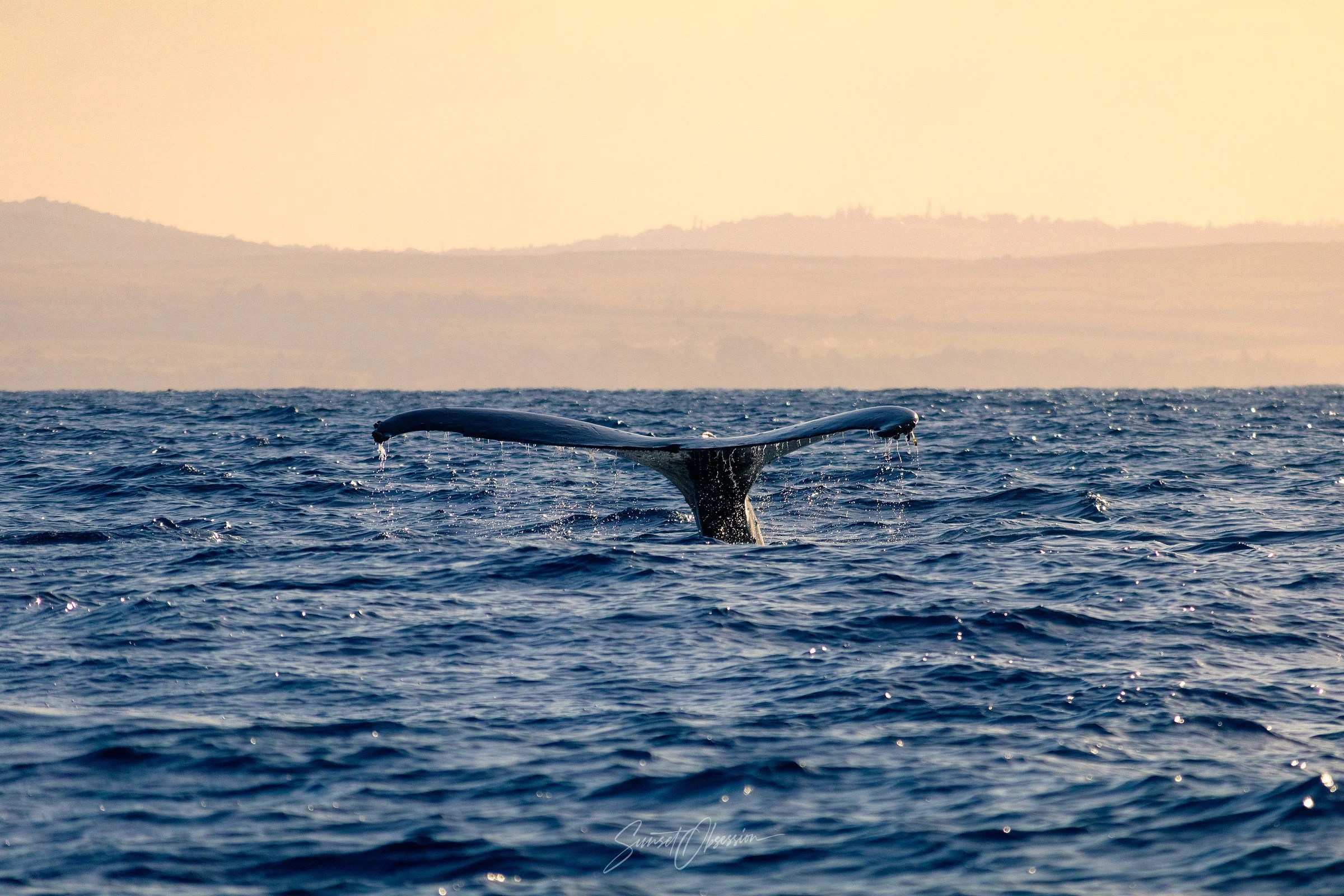 To be honest, I took this image of the humpback in Hawaii, but you can see them around Madeira too