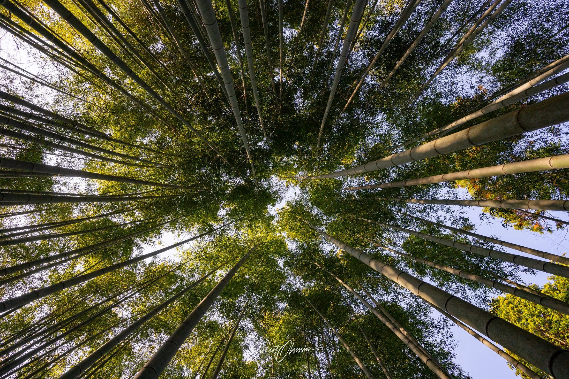 A bamboo forest at one of Kyoto temples – I'll happily take this over Arashiyama madness
