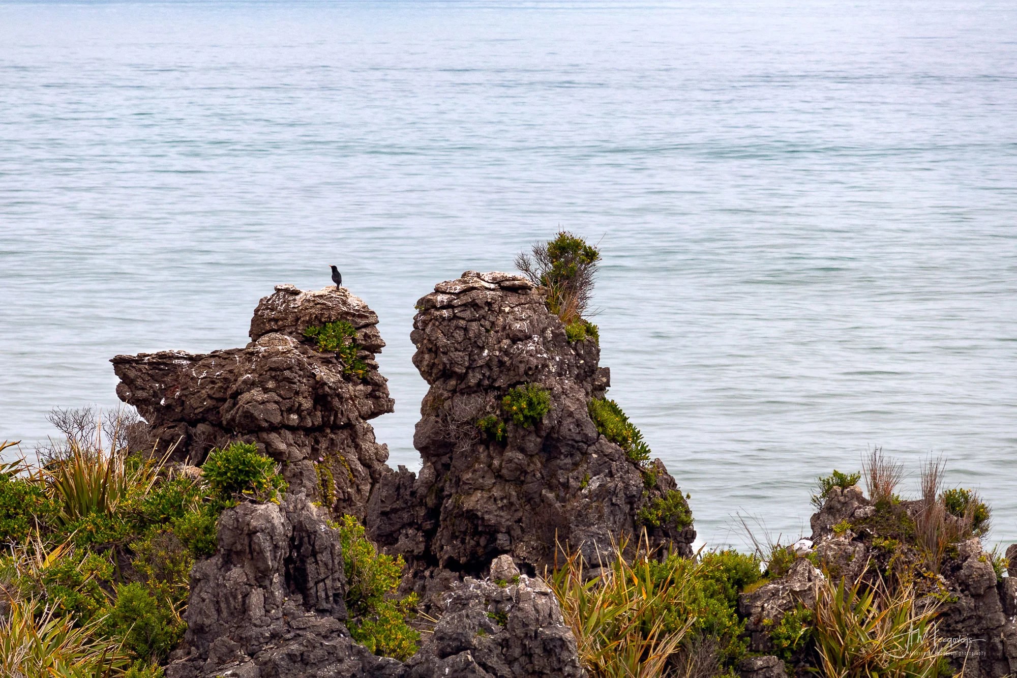 Lonely Bird at Punakaiki Rocks, New Zealand
