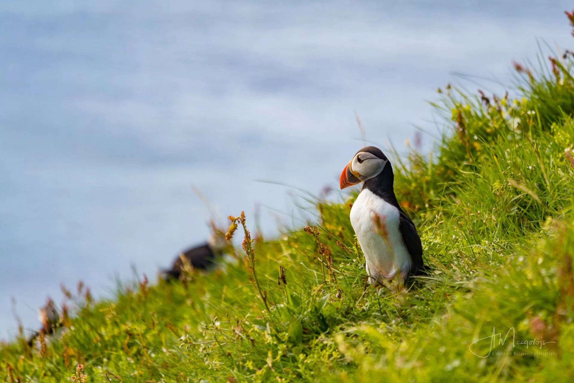 Puffing watching the ocean