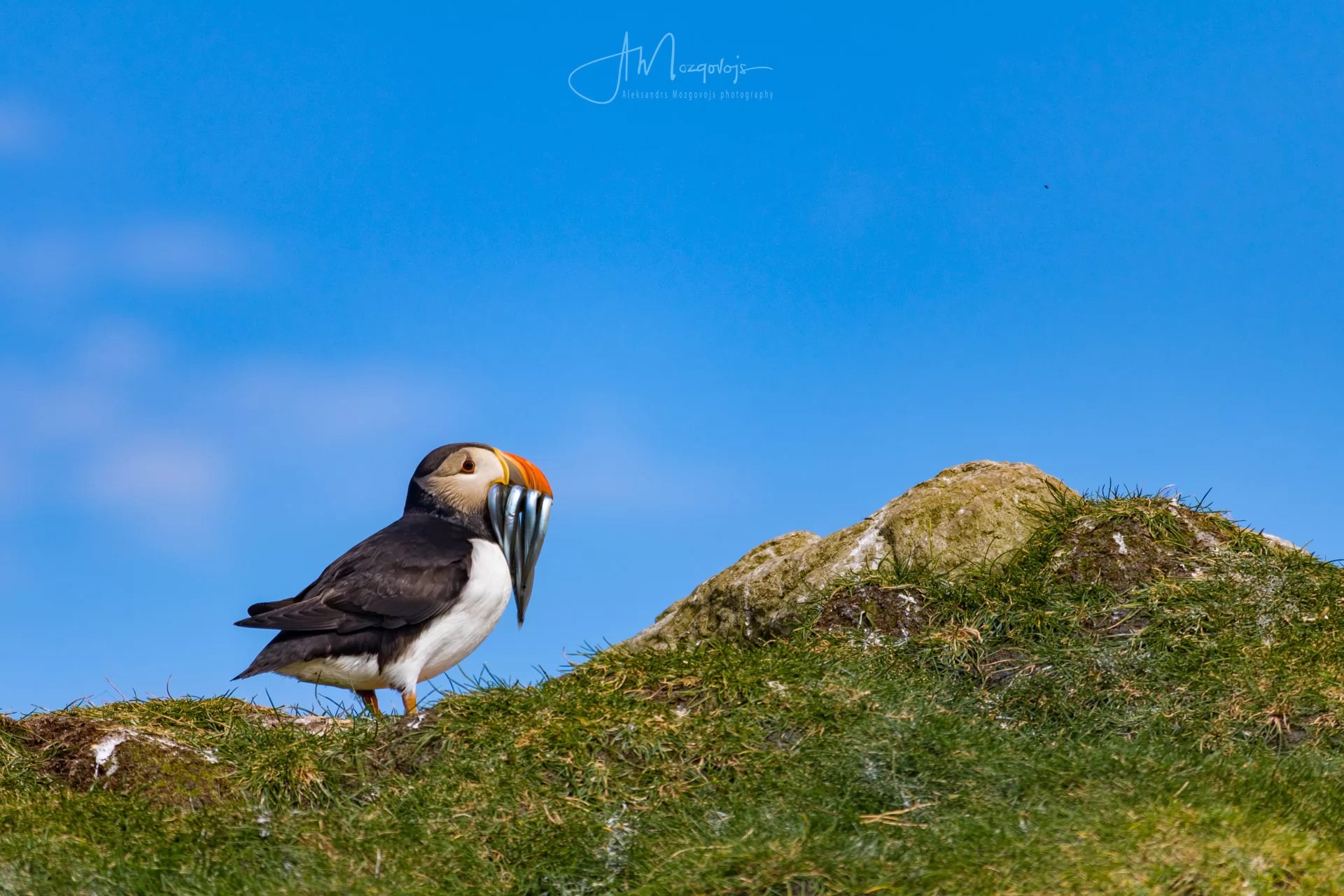 Puffin with its prey, island of Mykines, Faroe Islands