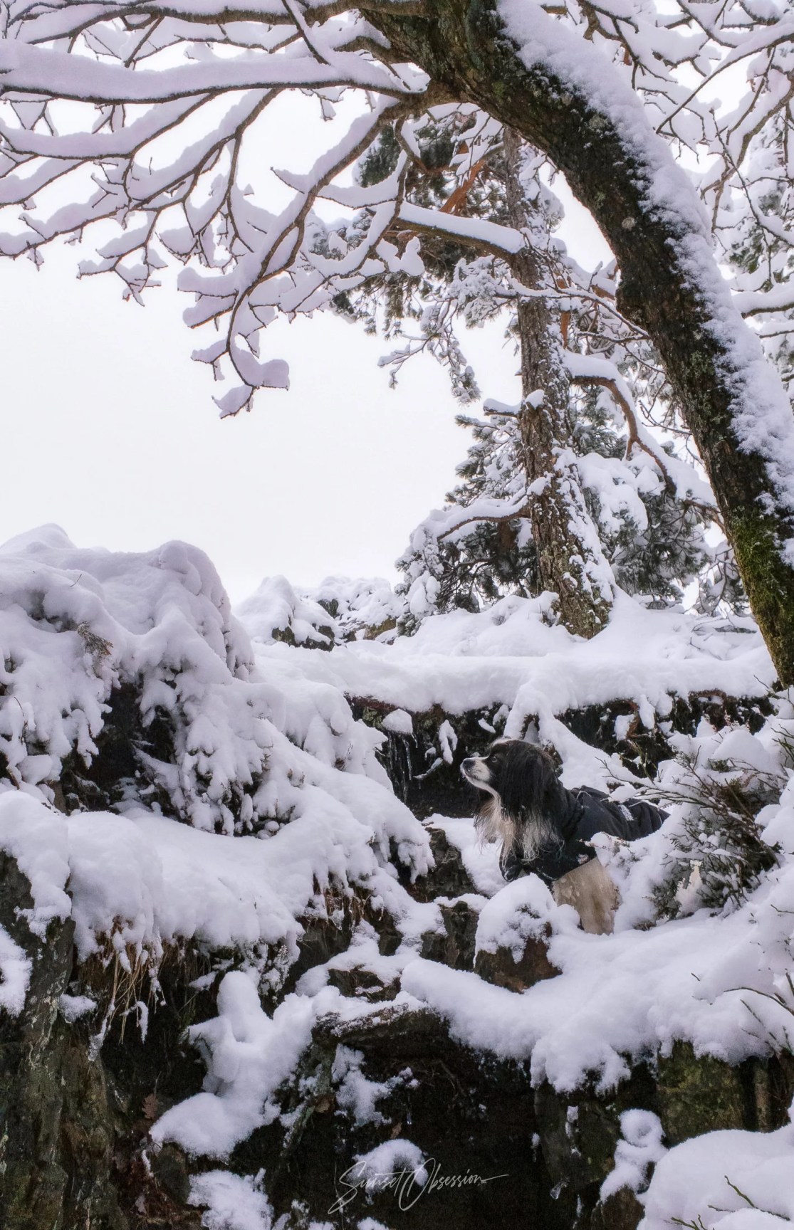 My dog Rocky did really well in Carlsruher Grat