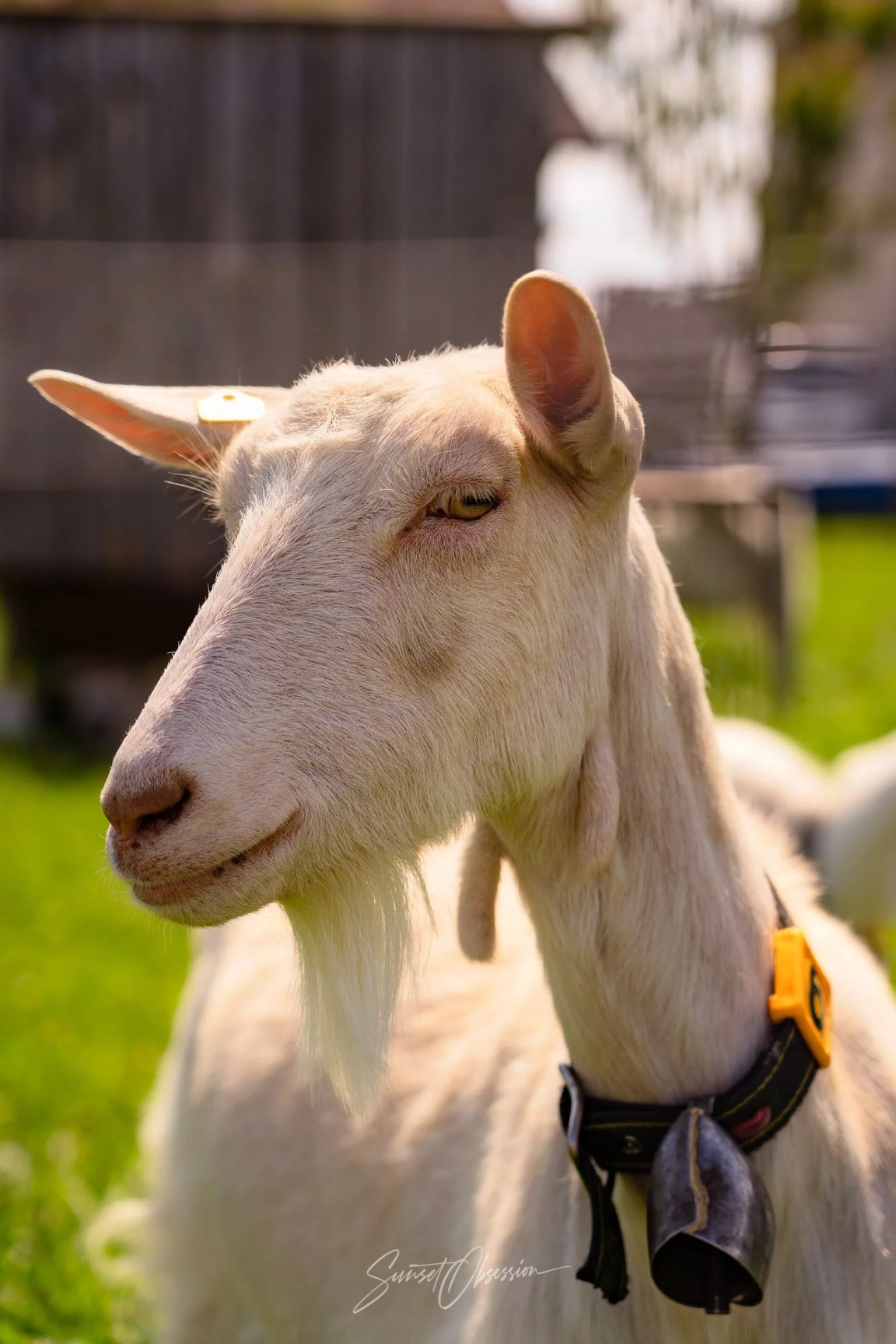 Quite a typical sight on the Swiss side of Lake Constance