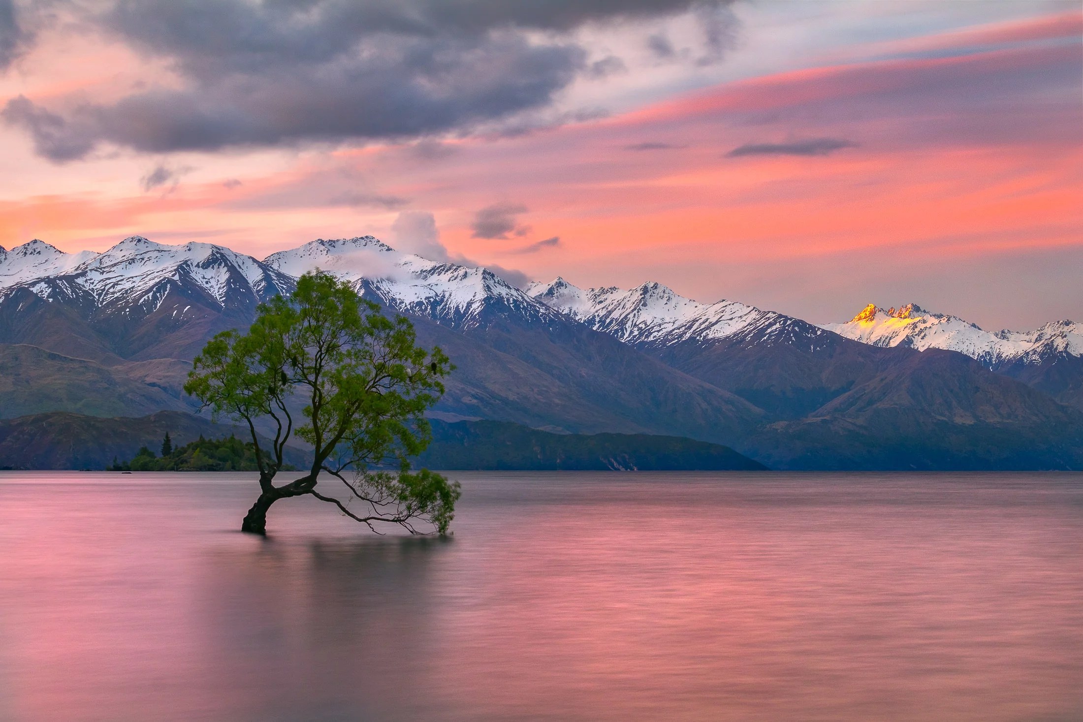 That Wanaka Tree