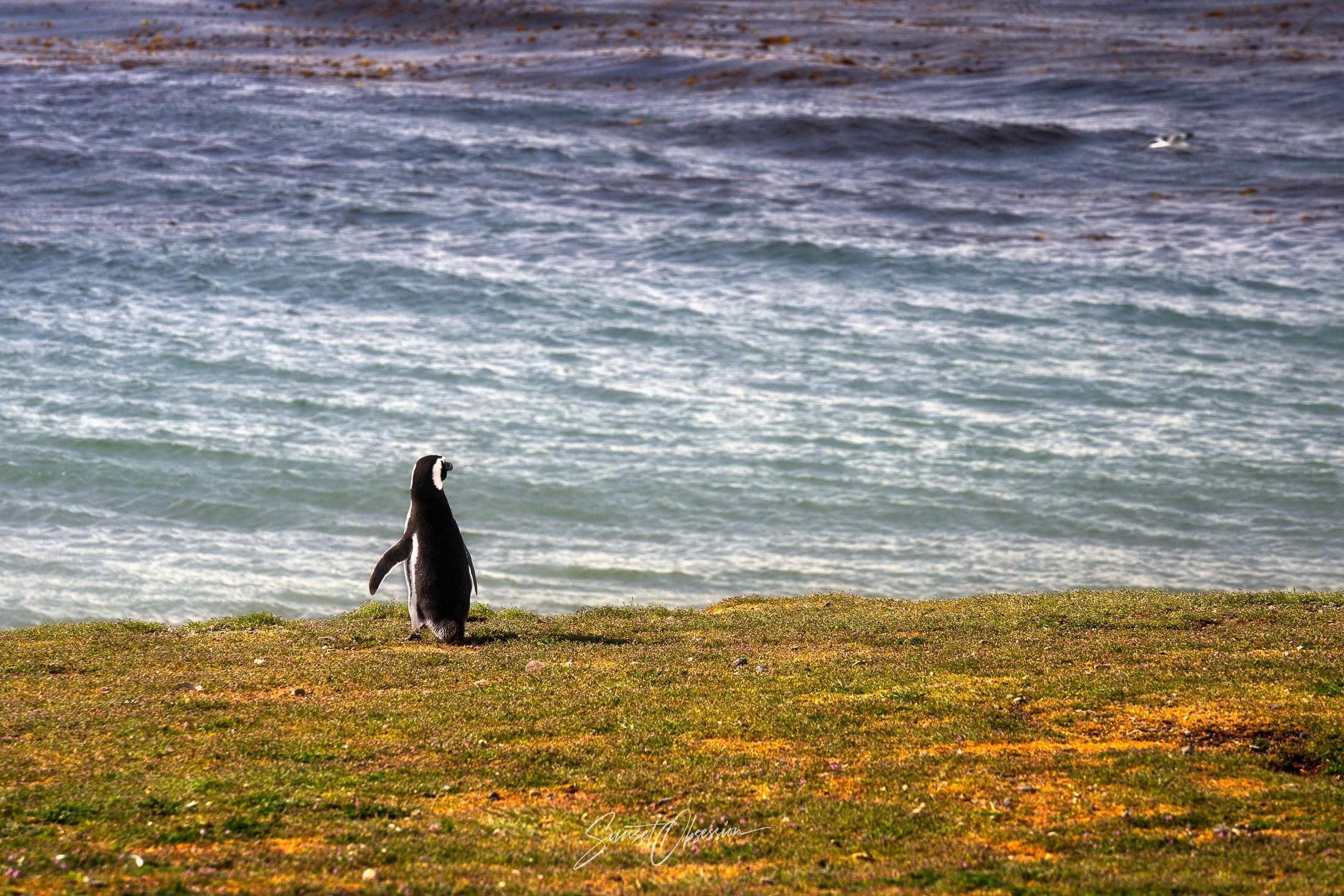 Lonely penguin on the Isla Magdalena, Chilean Patagonia