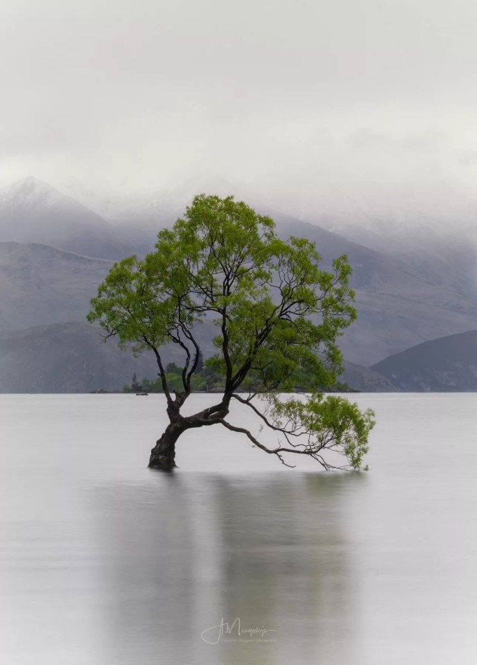Wanaka Tree on a rainy morning, New Zealand