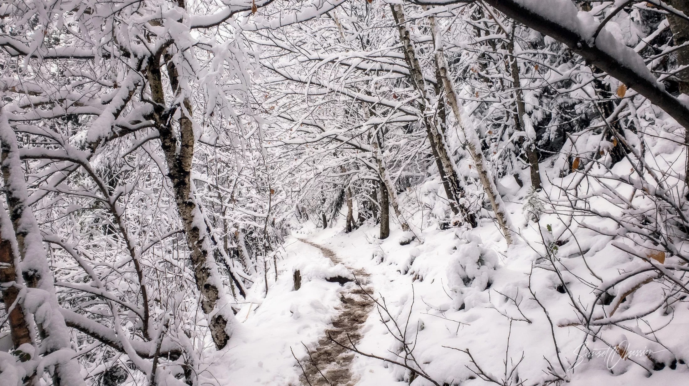 Hiking to Karlsruher Grat through the Black Forest